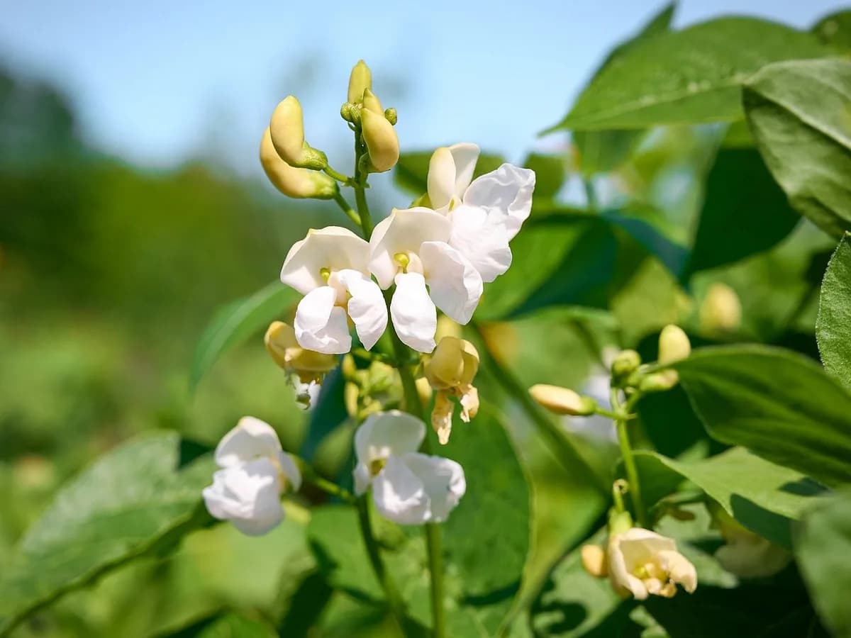 Plant protection in transition